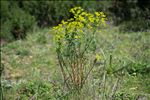 Euphorbia biumbellata Poir.