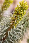 Euphorbia characias L. subsp. characias