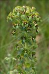 Euphorbia characias subsp. veneta (Willd.) Litard.