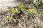Euphorbia corsica Req.