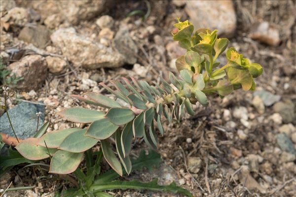 Euphorbia corsica Req.