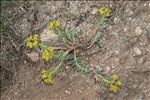 Euphorbia corsica Req.