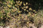 Euphorbia dendroides L.