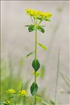 Euphorbia flavicoma subsp. verrucosa (Fiori) Pignatti