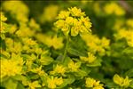 Euphorbia flavicoma subsp. verrucosa (Fiori) Pignatti