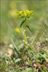 Euphorbia flavicoma subsp. verrucosa (Fiori) Pignatti