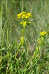 Euphorbia flavicoma subsp. verrucosa (Fiori) Pignatti