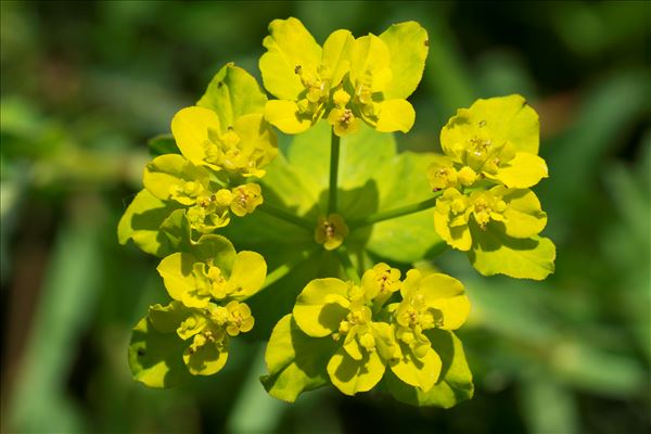 Euphorbia flavicoma subsp. verrucosa (Fiori) Pignatti