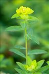 Euphorbia flavicoma subsp. verrucosa (Fiori) Pignatti