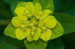 Euphorbia flavicoma subsp. verrucosa (Fiori) Pignatti