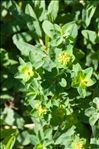 Euphorbia flavicoma subsp. verrucosa (Fiori) Pignatti