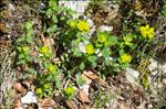 Euphorbia flavicoma subsp. verrucosa (Fiori) Pignatti