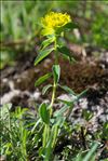 Euphorbia hyberna L.