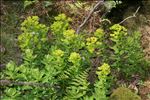 Euphorbia insularis Boiss.