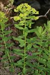 Euphorbia insularis Boiss.