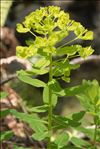 Euphorbia insularis Boiss.