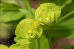 Euphorbia insularis Boiss.