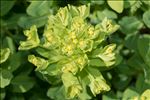 Euphorbia insularis Boiss.