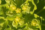 Euphorbia insularis Boiss.