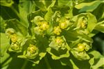 Euphorbia insularis Boiss.