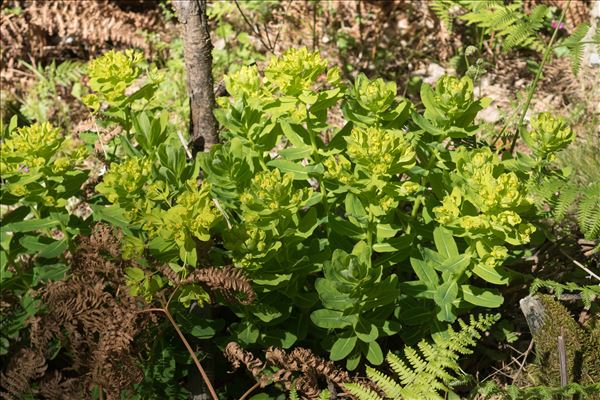 Euphorbia insularis Boiss.