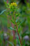 Euphorbia palustris L.