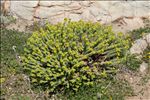 Euphorbia pithyusa L.