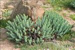 Euphorbia pithyusa L.