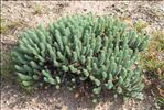 Euphorbia pithyusa L.