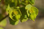 Euphorbia segetalis subsp. portlandica (L.) Litard.