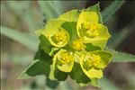 Euphorbia serrata L.