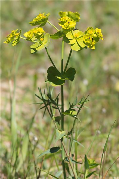 Euphorbia serrata L.