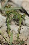 Euphorbia sulcata Lens ex Loisel.