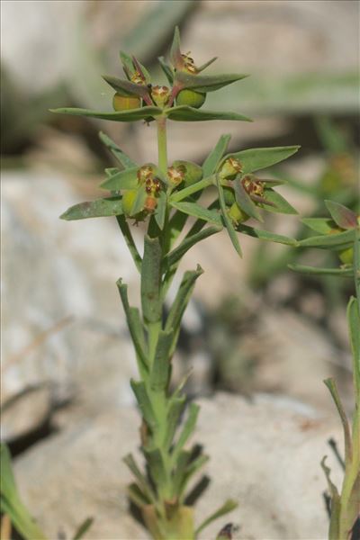 Euphorbia sulcata Lens ex Loisel.