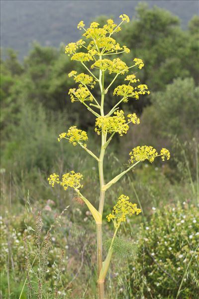 Ferula communis L.