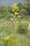 Ferula communis L.