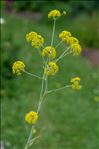 Ferula communis L.