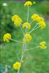 Ferula communis L.