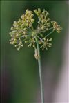 Ferula communis L.