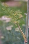 Ferula communis L.