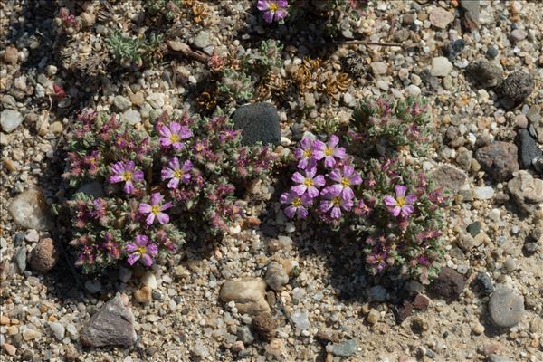 Frankenia hirsuta L.