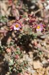Frankenia pulverulenta L.