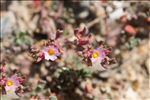 Frankenia pulverulenta L.