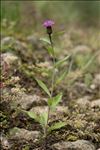 Centaurea nigra L.