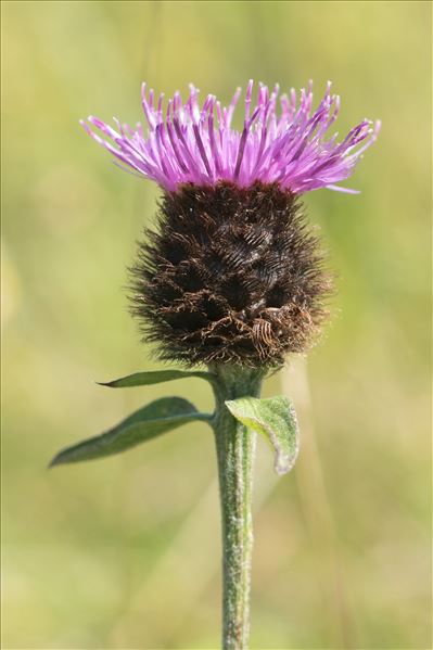 Centaurea nigra L.