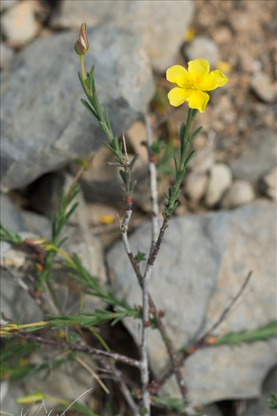 Fumana ericifolia Wallr.