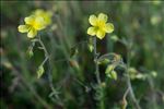 Fumana ericifolia Wallr.