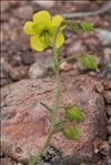 Fumana ericifolia Wallr.