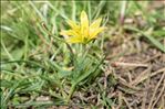 Gagea granatellii (Parl.) Parl.