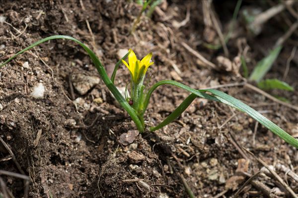 Gagea granatellii (Parl.) Parl.